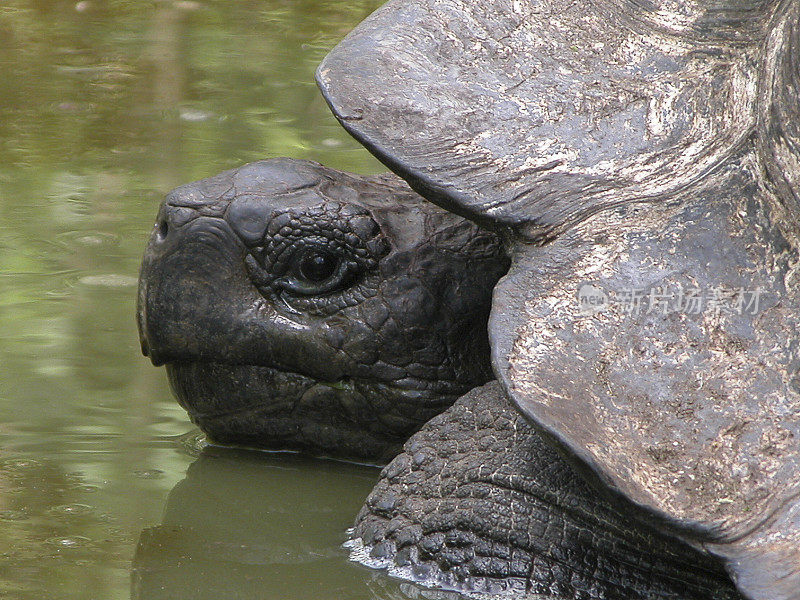 Galapagos Giant Tortoise